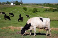 Quốc gia đầu tiên trên thế giới đánh thuế khí phát thải của gia súc