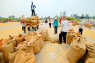 Đánh thức vùng đất “chín rồng” - Bài 1: Sống trên vựa lúa, nông dân vẫn nghèo