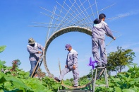 Mở cửa Vườn Hoa Hướng Dương đậm chất phương Nam tại Van Phuc City