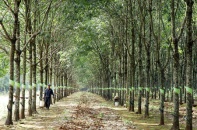 Tập đoàn Cao su Việt Nam muốn bổ sung ngành nghề chính