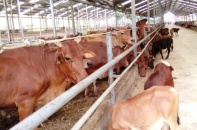 Điều kiện kinh doanh trong nông nghiệp còn mù mờ