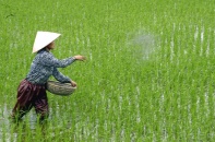Giá phân bón sẽ giảm do khách không muốn trả giá cao, lợi nhuận doanh nghiệp ngành này đã chạm đỉnh?