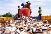 Nghỉ Tết kéo dài, doanh nghiệp thành lập mới vẫn tăng