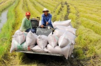 Đề nghị bỏ tiêu chí dự trữ lưu thông khi xếp hạng thương nhân xuất khẩu gạo