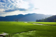 Phú Yên sắp có vùng quy hoạch sản xuất lúa chất lượng cao rộng 15.000 ha
