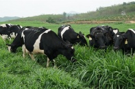 Phú Yên chấm dứt hiệu lực Dự án Vùng nguyên liệu cho bò sữa 