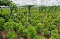 Ninh Thuận tìm nhà đầu tư cho dự án trồng cây dược liệu rộng gần 30 ha