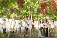 Hơn 100.000 lượt du khách đến Phú Yên, Ninh Thuận dịp Tết Nguyên đán 