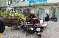 Thông tin chính thức về vụ cây đổ đè vào học sinh tại Trường cấp 2 Bạch Đằng, quận 3, TP.HCM