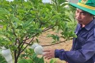Saigon Co.op đưa đặc sản Tây Ninh đến tay người tiêu dùng