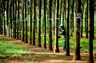 Cao su Tây Ninh báo lãi quý II tăng 172%, hoàn thành 60% kế hoạch năm