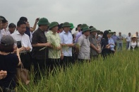 Quảng Trị: Dự án liên kết sản xuất lúa hữu cơ tăng năng suất kỷ lục