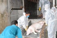 Gian nan chống dịch tả lợn châu Phi tại Nghệ An