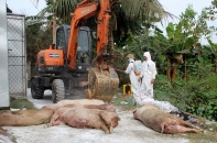 Huyện Nam Đàn, Nghệ An công bố hết dịch tả lợn châu Phi