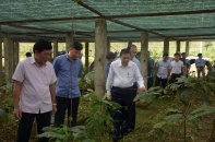 Có 1.000 loài cây dược liệu giá trị tại khu dự trữ sinh quyển thiên nhiên thế giới ở miền Tây Nghệ An