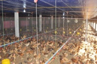 Hà Tĩnh: Xử phạt công ty chiếm dụng đất nông nghiệp 400 triệu đồng