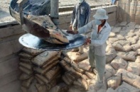 Xi măng lo giải phóng hàng tồn