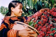 Cà phê Buôn Ma Thuột có "hộ chiếu" vào EU