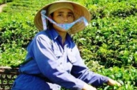Nhà ở trên đất nông, lâm trường sẽ được cấp “sổ đỏ”