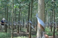 HAG dồn lực đầu tư vào trồng cao su