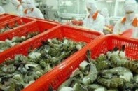 Con tôm Việt "cõng" hai loại thuế ở thị trường Mỹ