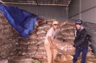 Khoai tây nghi nhiễm độc vẫn ùn ùn về Hà Nội
