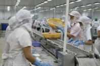 Ngao xuất khẩu Thanh Hóa bí đầu ra
