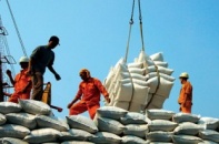 Giá gạo xuất khẩu không thể giảm thêm nữa