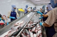 Ngồi trên biển cá vẫn đói nguyên liệu