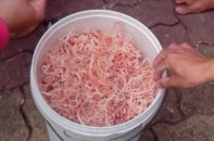 Mực khô xé sợi nướng cháy khét giống nhựa