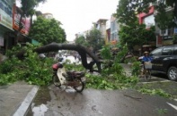 Thanh Hóa: Xác xơ sau bão Mangkhut