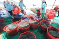 Con tôm xuất khẩu còng lưng gánh thuế