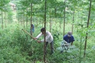 Hợp tác quốc tế giảm phát thải khí nhà kính