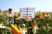 SSC: Lửa thử vàng