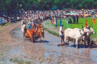 Bò cũng sẽ tranh... Cúp Truyền hình