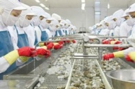 Doanh nghiệp tôm ngay ngáy lo nguyên liệu