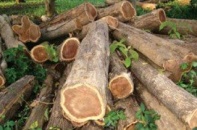 TFF đặt hy vọng vào nhà đầu tư nước ngoài