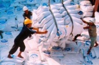 Giá gạo Việt xuất khẩu tăng nhờ Philippines
