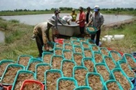 Sắp đồng loạt tăng 462 dòng thuế nhập khẩu