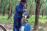 Doanh nghiệp cao su: Chế biến mất mùa, chế tạo hưởng lợi