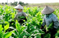 Datoco nợ thuế, Thành ủy Đà Nẵng thoái vốn bất thành