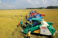 Thị trường nông sản: Lợi thế và thất thế