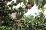 Nông nghiệp cần một cuộc cách mạng: Bắt đầu từ thể chế