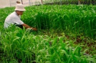 Giá đỗ, susu... dài mượt nhờ "tắm" thuốc kích thích