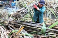 Bầu Đức có quay lưng người trồng mía Việt Nam?