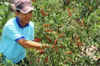 Đại gia Hàn “săn” thực phẩm Việt