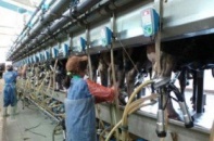 Canada bán 10.000 con bò cho TH true Milk