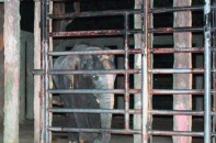 Vụ voi quật chết quản tượng: Bản năng vẫn là bản năng