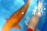 Hà Nội: Dân chơi mê mẩn "Quốc ngư" của Nhật giá 200 triệu đồng