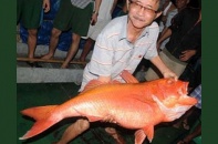 "Giáo sư cá học" câu được cá vàng Trường Sa 20kg